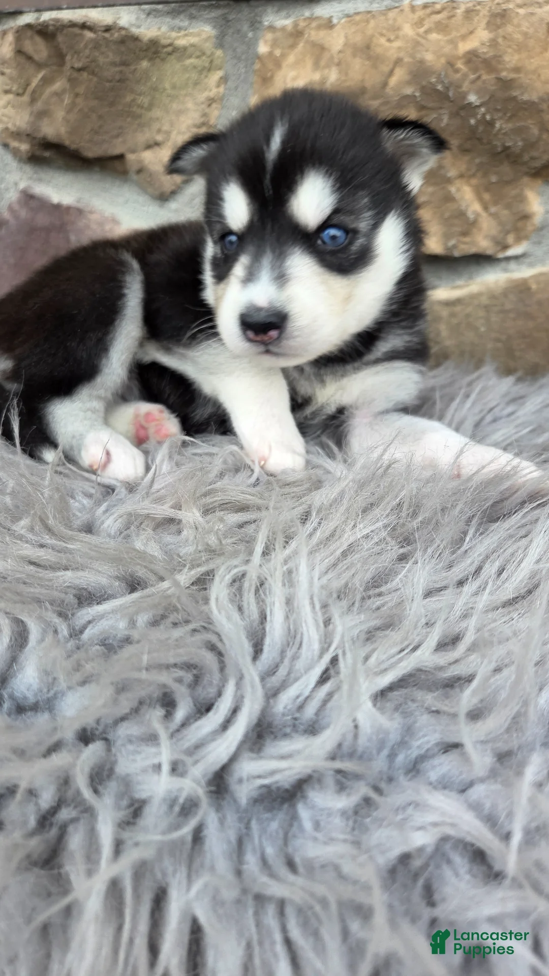 Siberian Husky dogs for sale: Everly - Ad 1