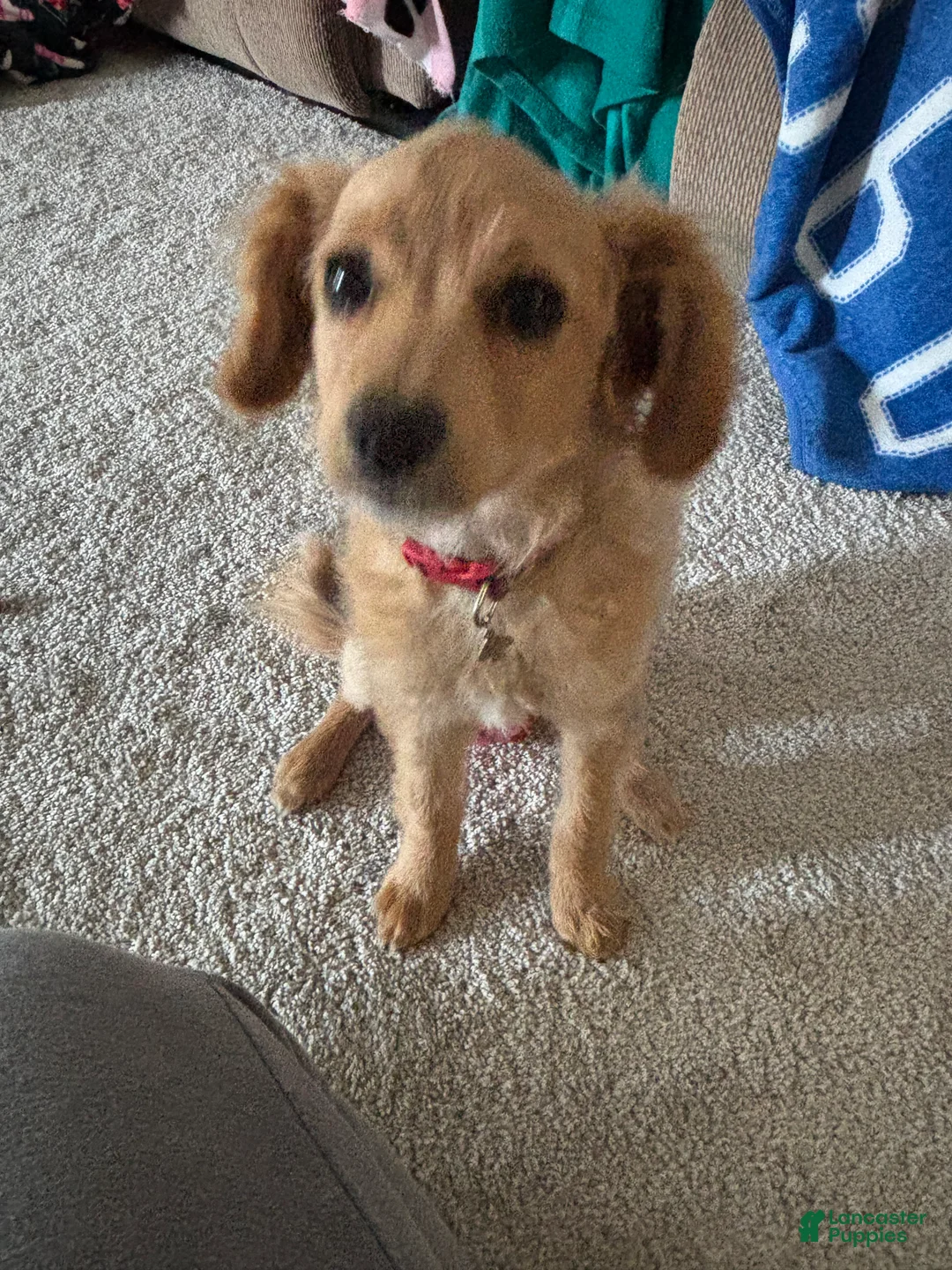 Bichpoo dogs for sale: Bichpoo Puppy 1 - Ad 1