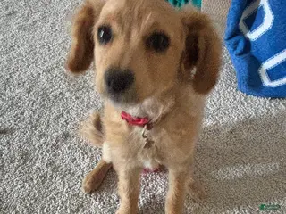 Bichpoo dogs Bichpoo Puppy 1 - Ad 4