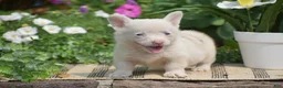 Welsh Corgi Pembroke dogs for sale: Crystal - Ad 2