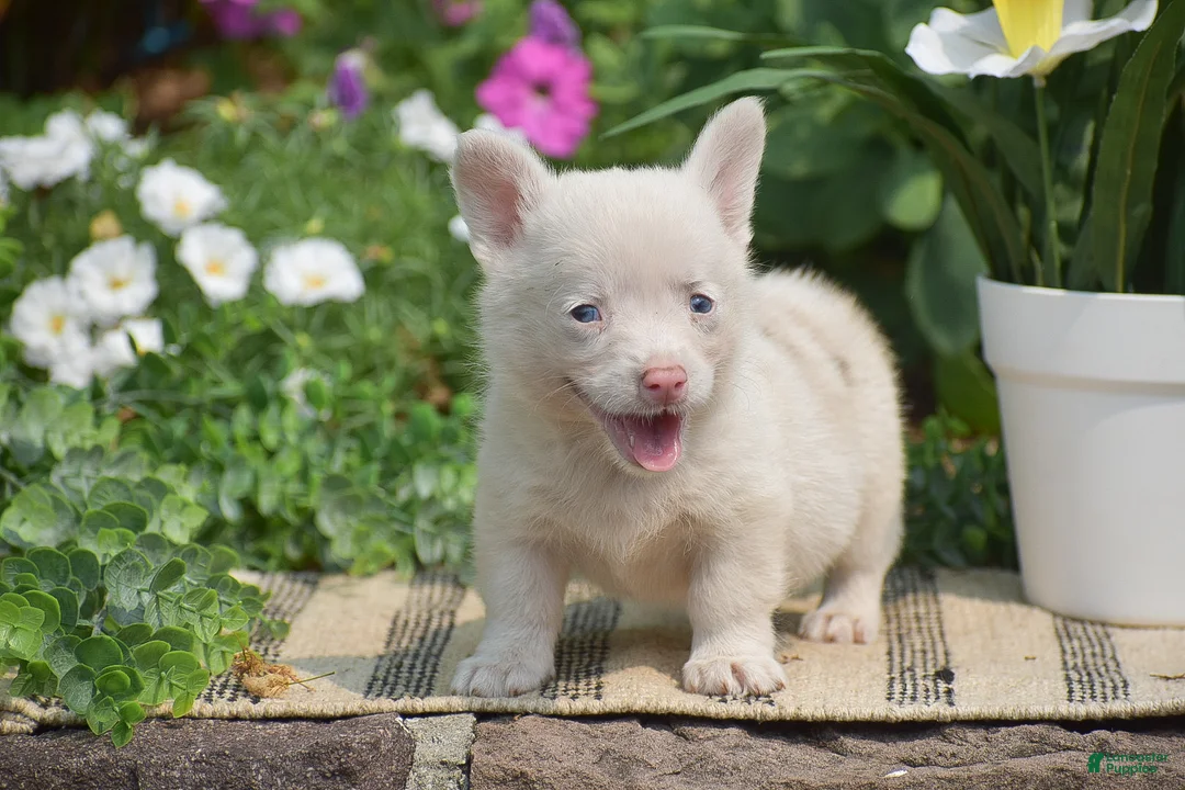 Welsh Corgi Pembroke dogs for sale: Crystal - Ad 2