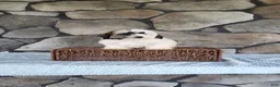 Shihpoo dogs for sale: Bailey - Ad 7