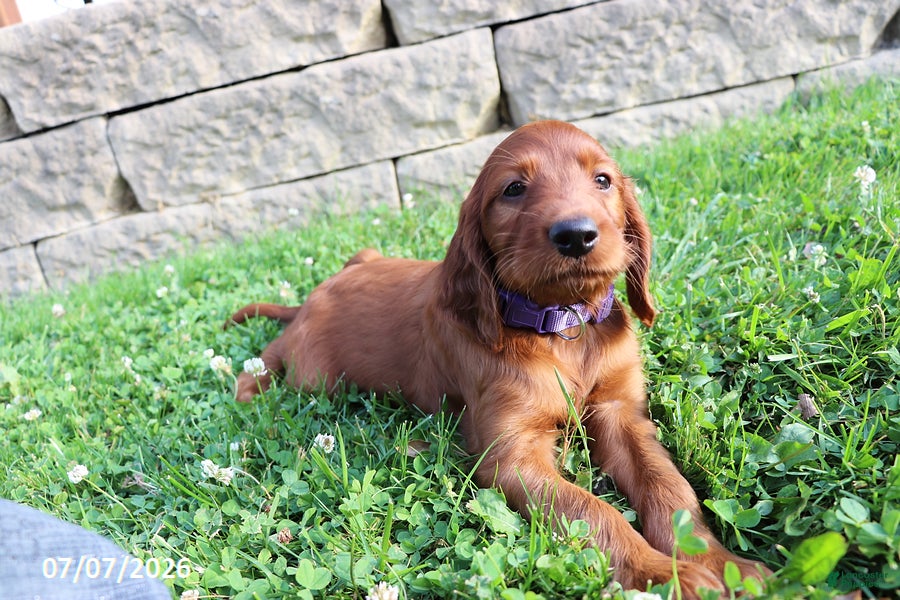 Irish Setter dogs Melanie - Ad 2