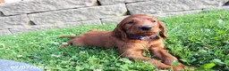 Irish Setter dogs for sale: Melanie - Ad 2