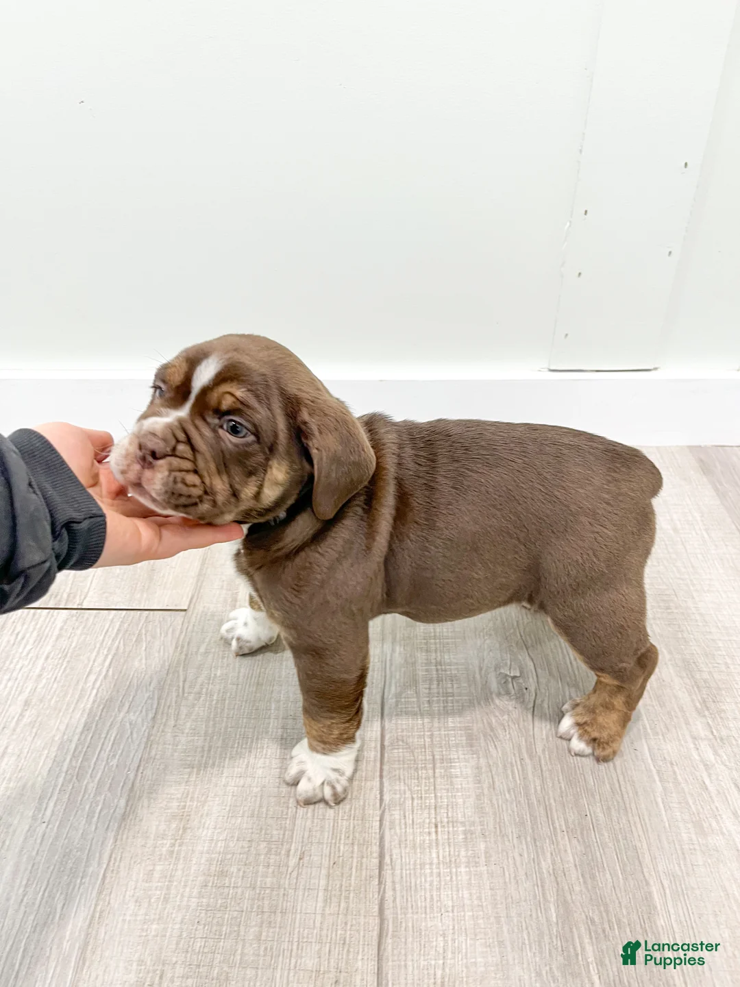 Beabull dogs for sale: Polo - Ad 6