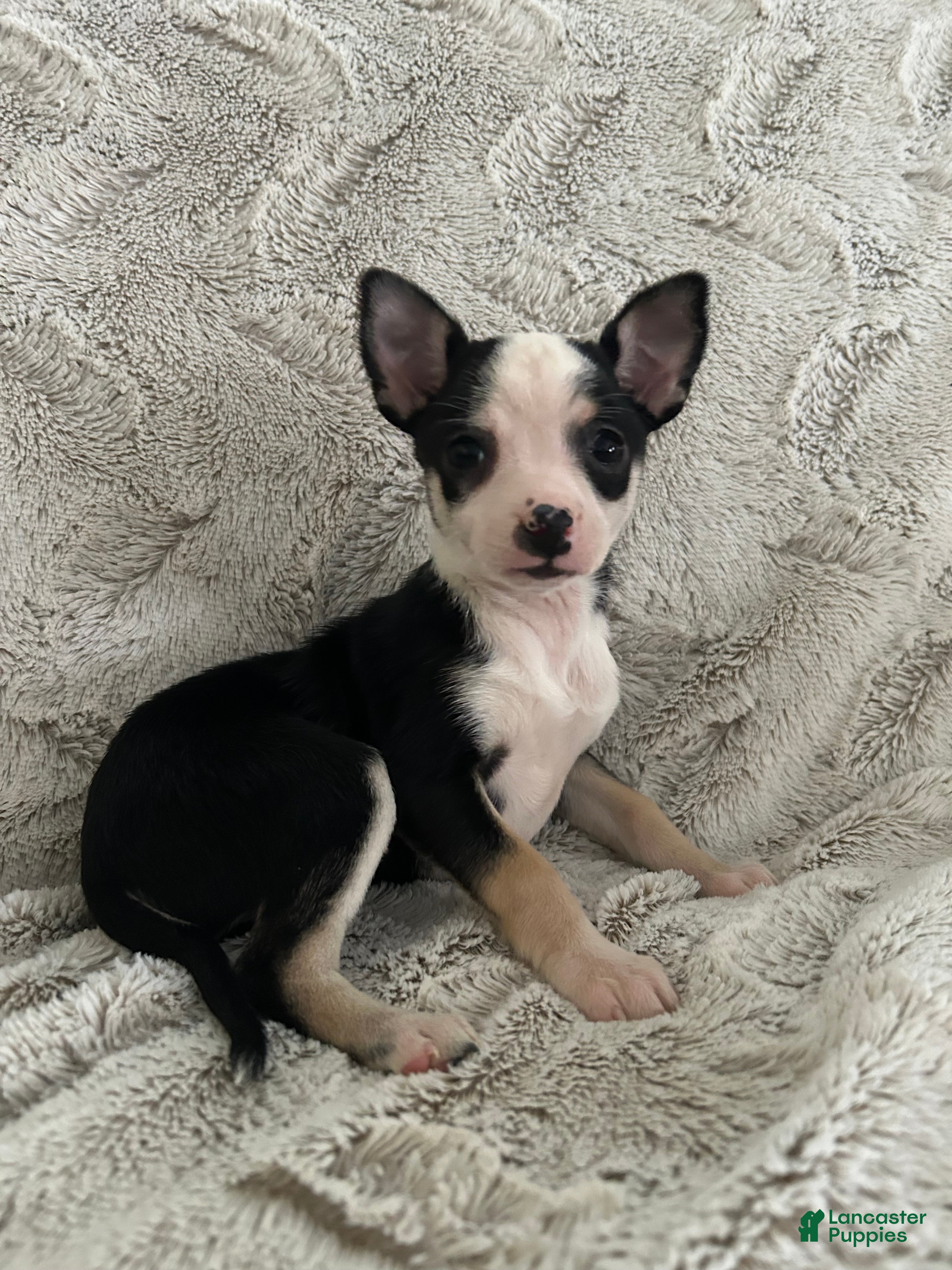 Chihuahua dogs Clover - Ad 33