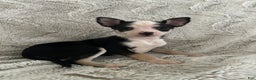 Chihuahua dogs for sale: Clover - Ad 1