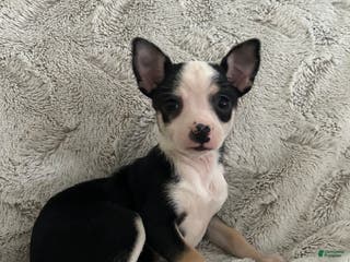 Chihuahua dogs Clover - Ad 40
