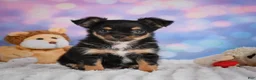 Chihuahua dogs for sale: Elvis - Ad 17