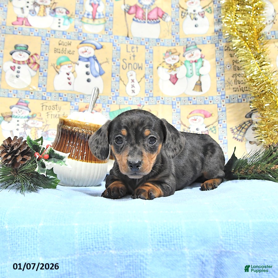 Miniature Dachshund dogs Mia  - Ad 9