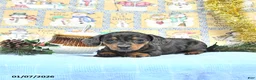 Miniature Dachshund dogs for sale: Mia  - Ad 9