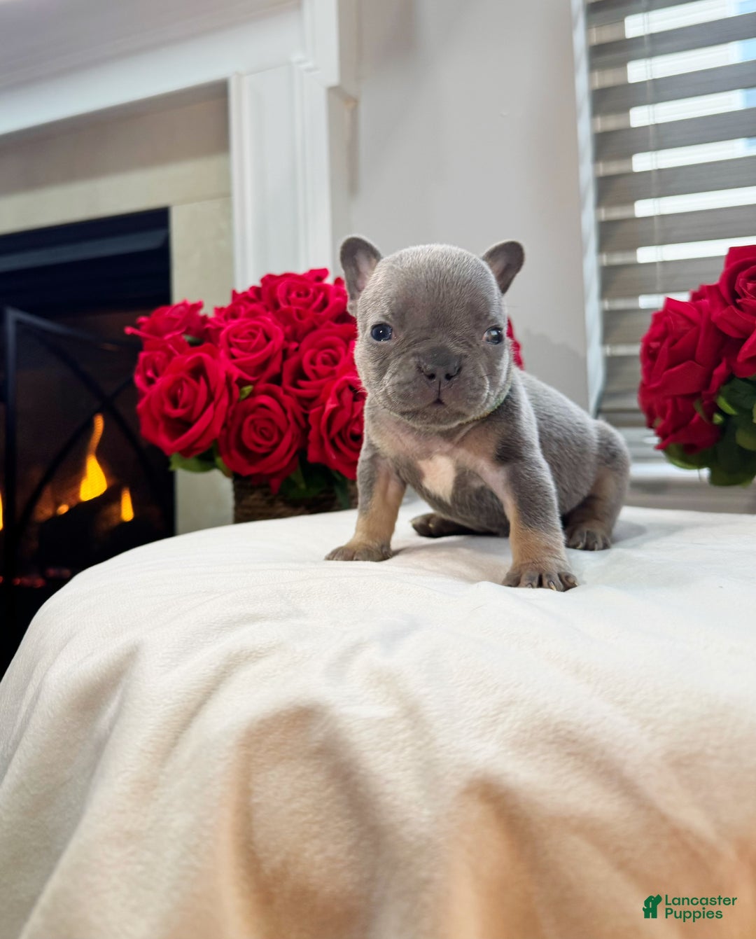 French Bulldog dogs for sale: Jasper - Ad 1
