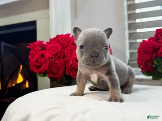 French Bulldog dogs Jasper - Ad 29
