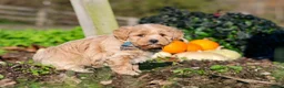 Maltipoo dogs for sale: Weston - Ad 6