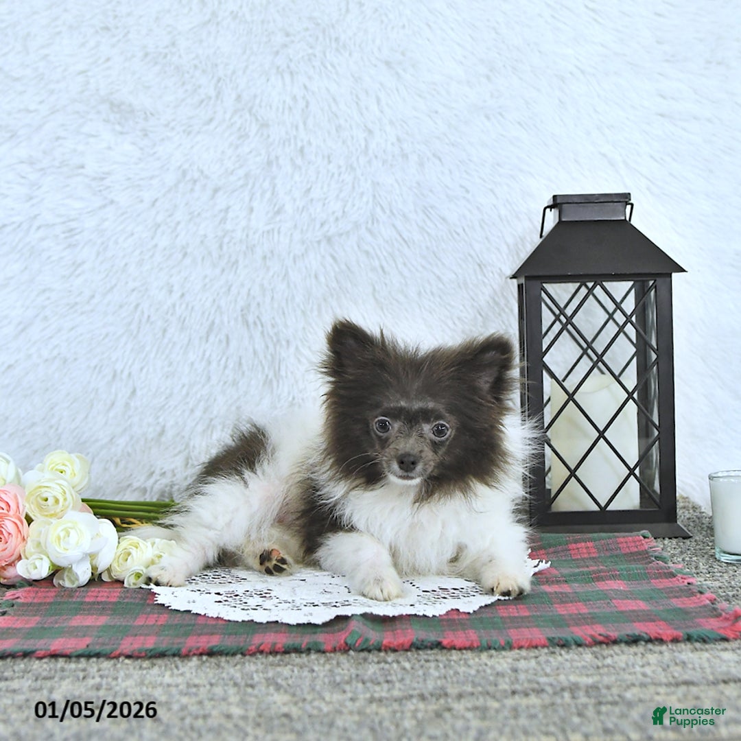Pomeranian dogs for sale: Lana - Ad 2