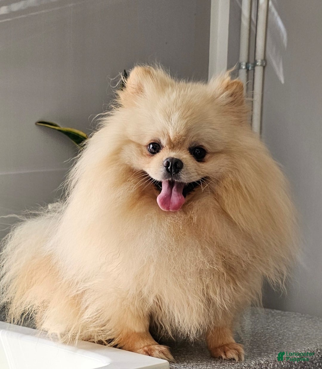 Pomeranian dogs for sale: Bubbles - Ad 12