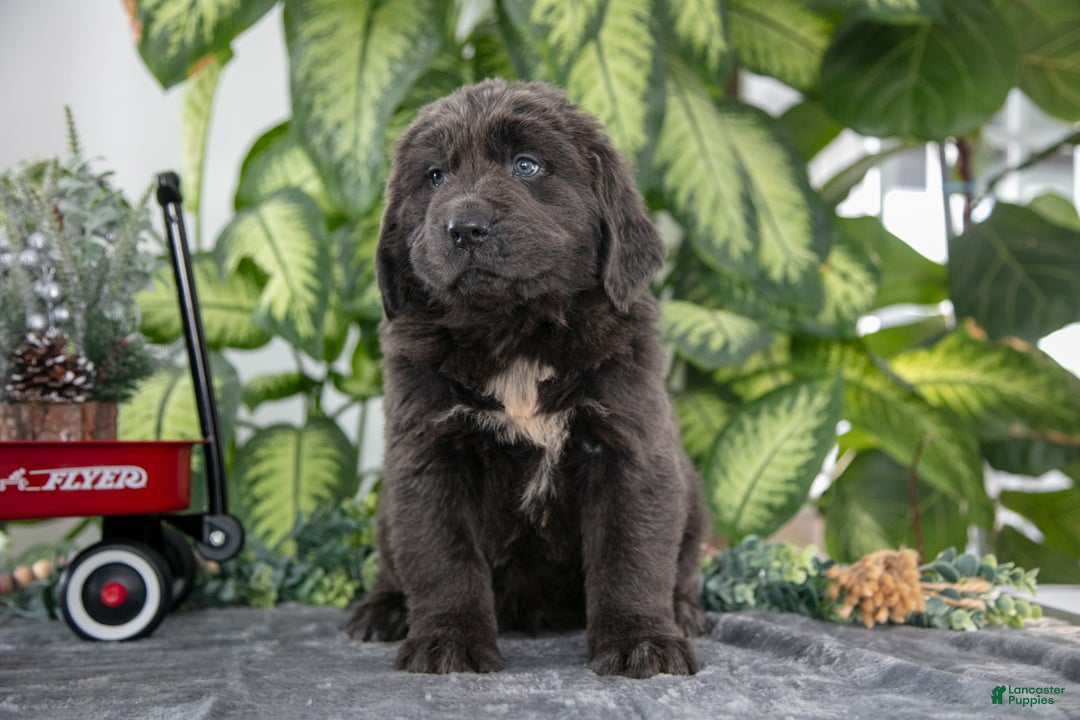 Newfoundland dogs for sale: Sally - Ad 2