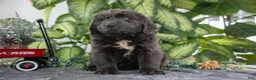 Newfoundland dogs for sale: Sally - Ad 2