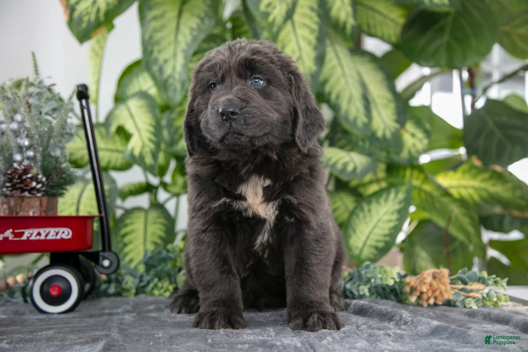 Newfoundland dogs for sale: Sally - Ad 2