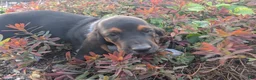 Basset Hound dogs for sale: Ginger - Ad 2