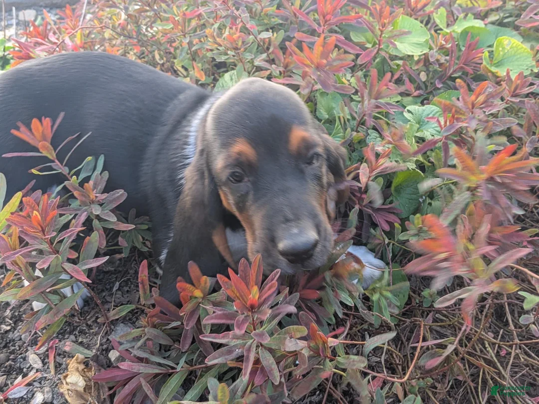 Basset Hound dogs for sale: Ginger - Ad 2