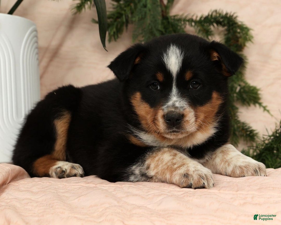 Australian Shepherd dogs for sale: Tucker - Ad 8