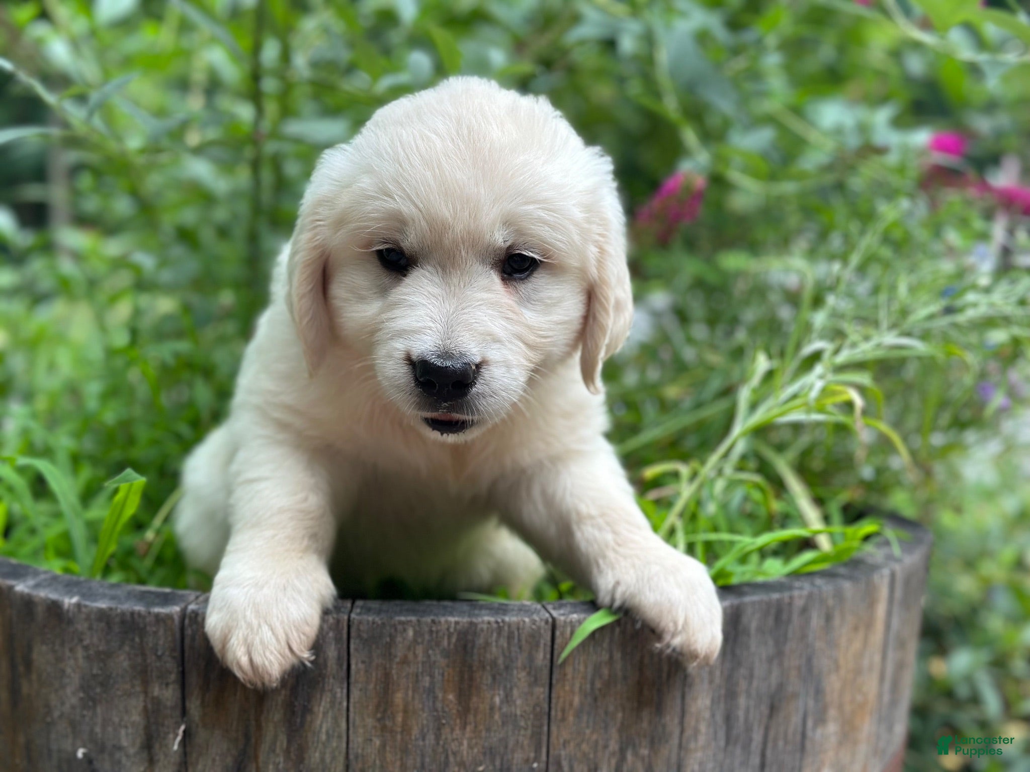 Golden Retriever dogs Golden Retriever 2 - Ad 1