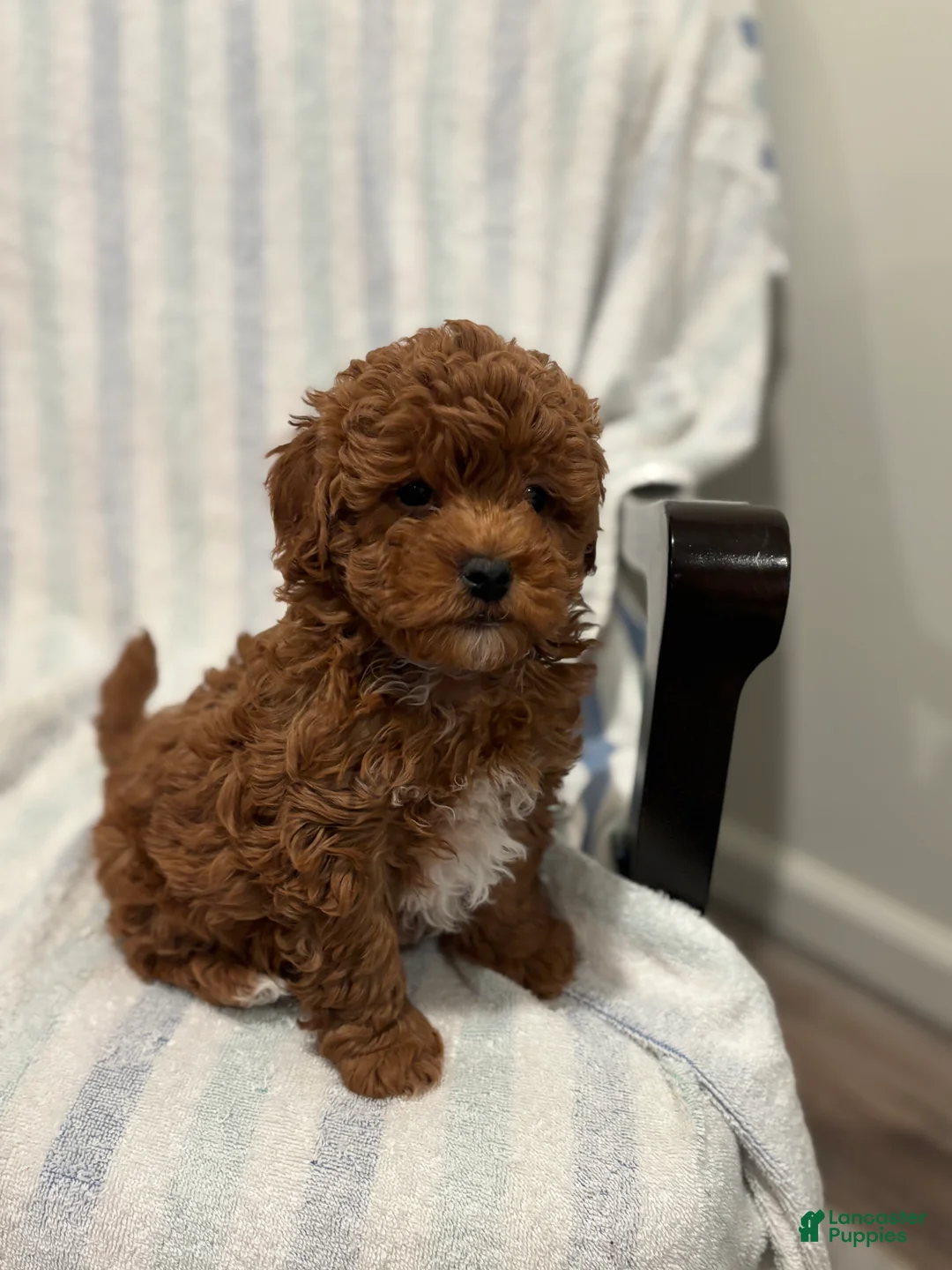 Maltipoo dogs for sale: Maltipoo Puppy 1 - Ad 3