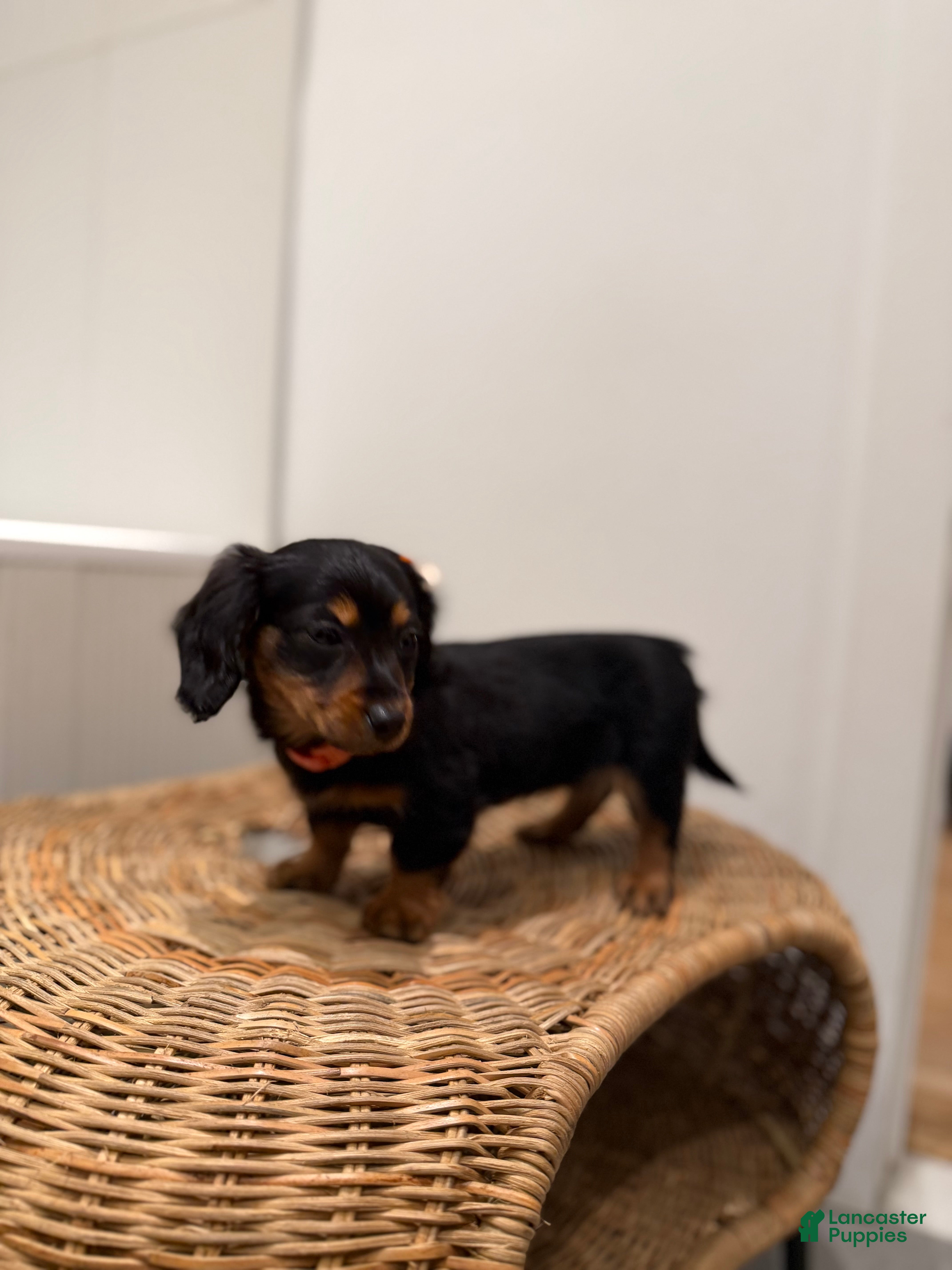 Miniature Dachshund dogs for sale: Tinkerbell - Ad 2