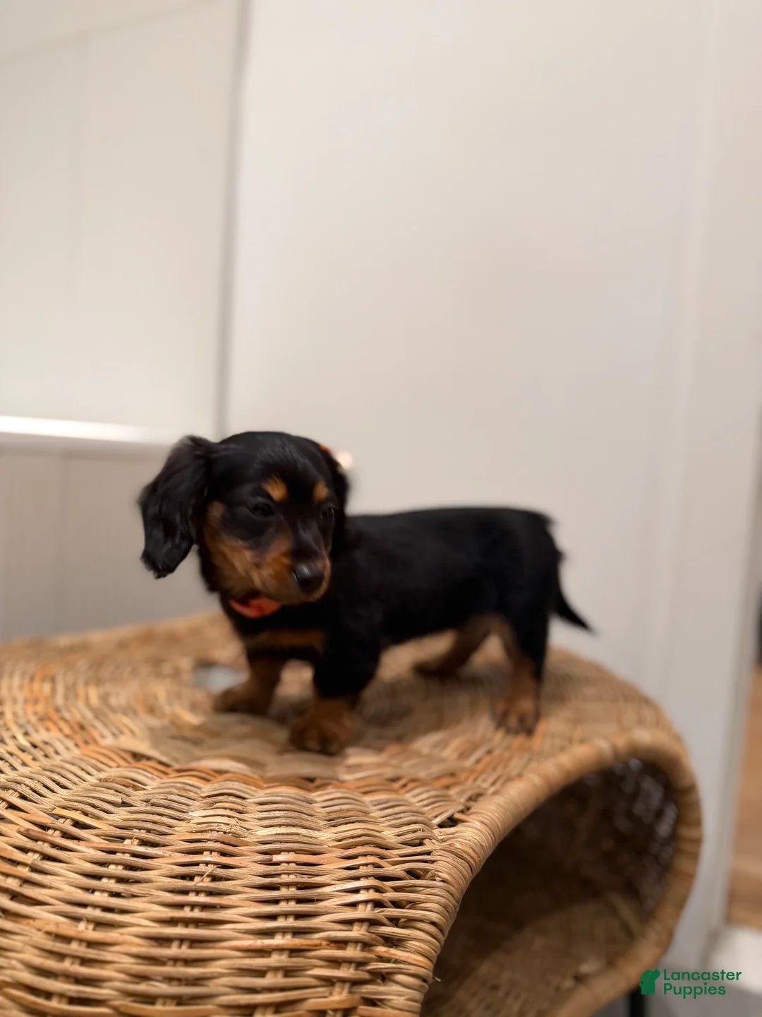 Miniature Dachshund dogs for sale: Tinkerbell - Ad 1