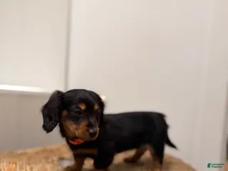 Miniature Dachshund dogs for sale: Tinkerbell - Ad 2