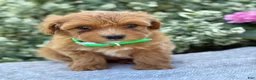 Toy Poodle dogs for sale: Pixie - Ad 3