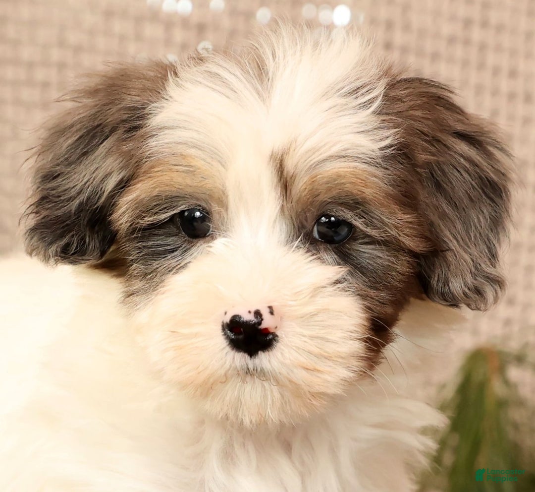 Havapoo dogs for sale: Patrick - Ad 9