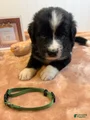 Mixed Breed Puppy 2