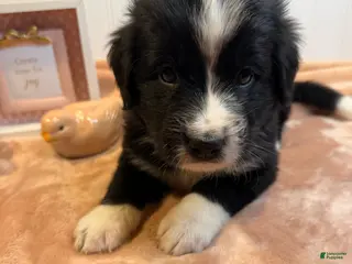 Mixed Breed dogs Mixed Breed Puppy 2 - Ad 10