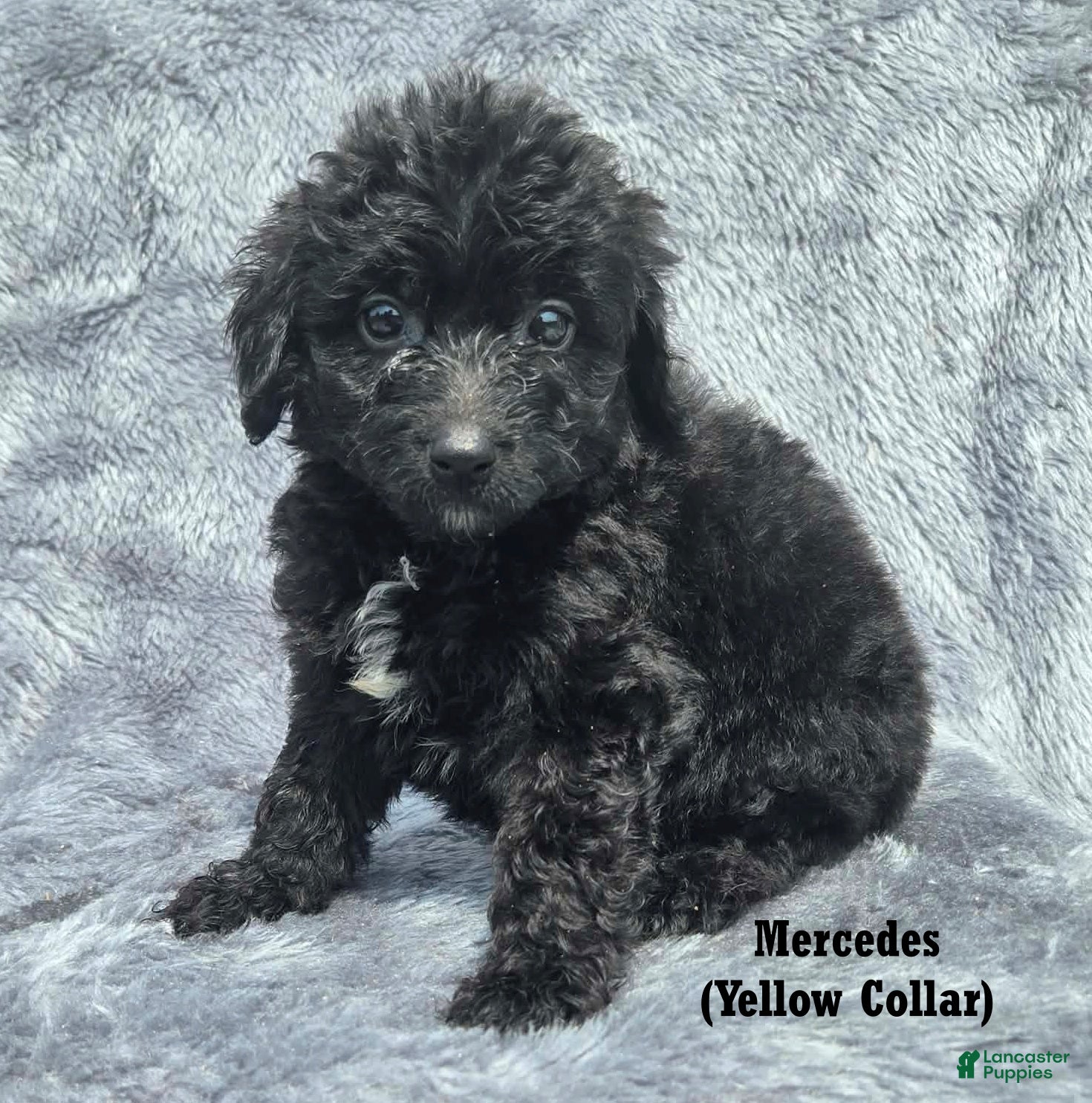 Mini Aussiedoodle dogs Mercedes - Ad 1