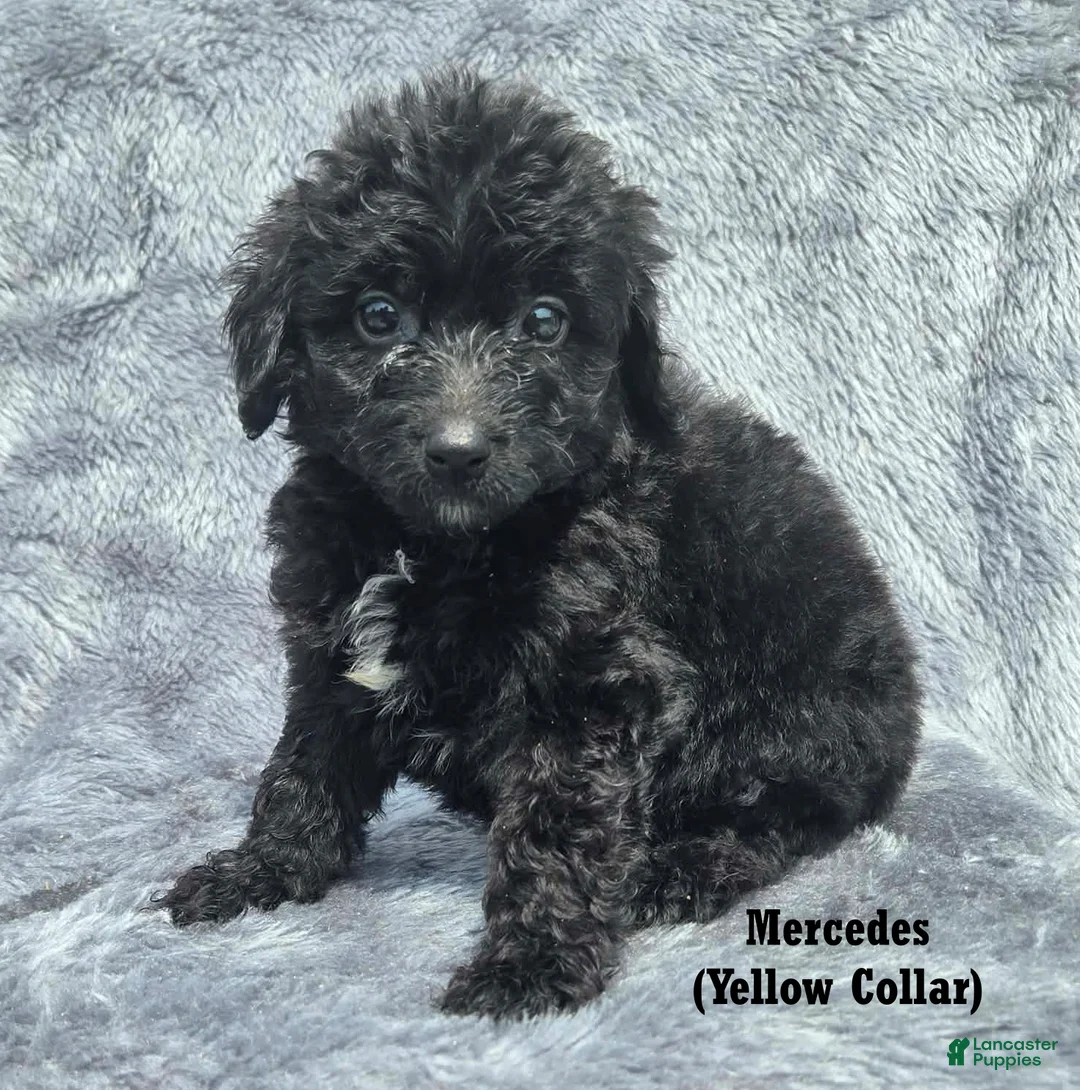 Mini Aussiedoodle dogs for sale: Mercedes - Ad 1