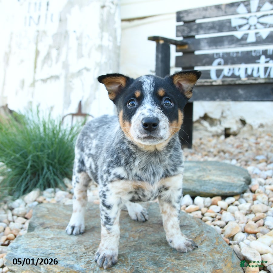 Australian Cattle Dog dogs Katherine - Ad 2