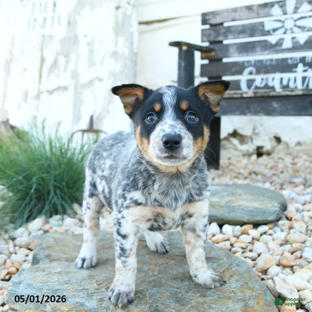 Australian Cattle Dog dogs for sale: Katherine - Ad 2