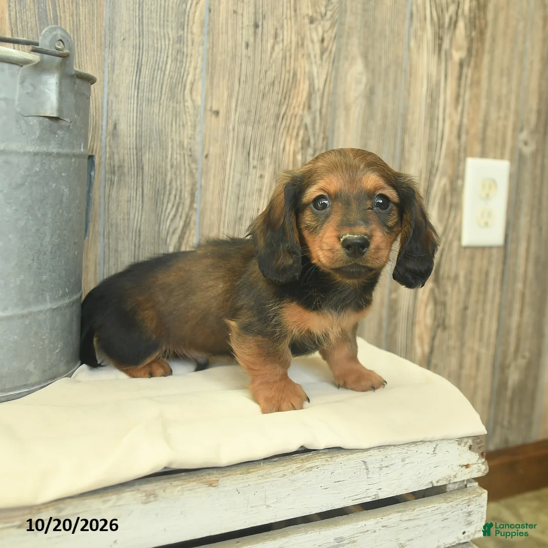 Miniature Dachshund dogs for sale: Rex - Ad 3