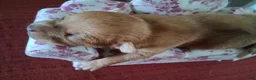 Chihuahua dogs for sale: Makenna - Ad 6
