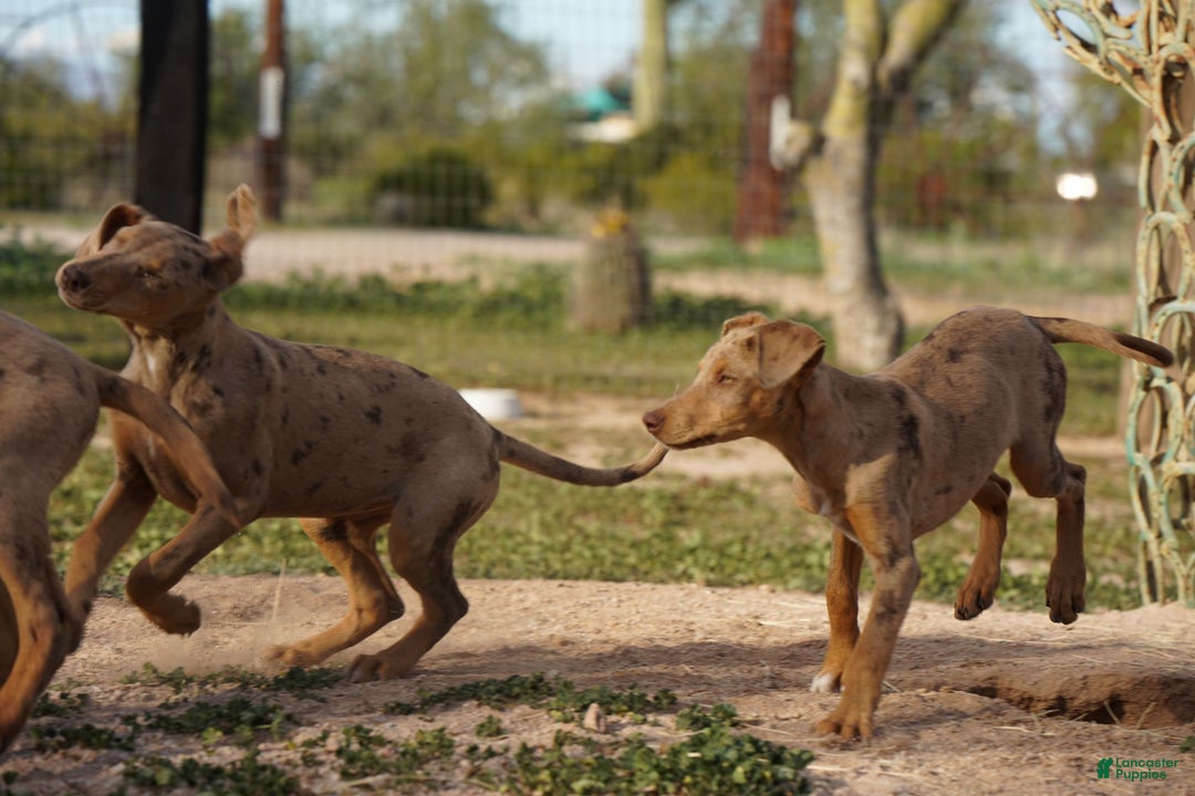Mixed Breed dogs for sale: Lilac Fawn Merle F1 RT - Ad 28