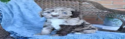 Cockapoo dogs for sale: Sally - Ad 3
