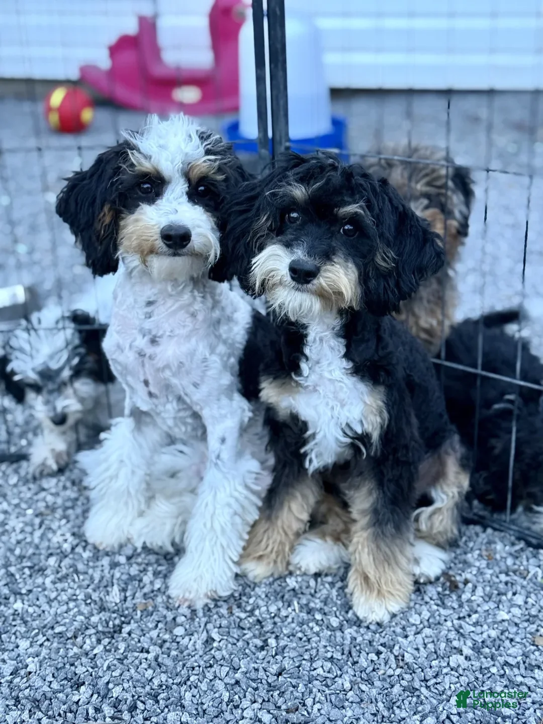 Mini Bernedoodle dogs for sale: Tucker - Ad 6