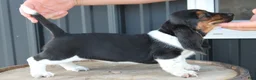 Basset Hound dogs for sale: Ruby - Ad 3