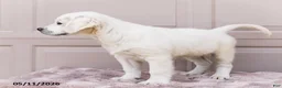 Golden Retriever dogs for sale: Miles - Ad 5