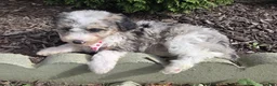Mini Sheepadoodle dogs for sale: Jess - Ad 2