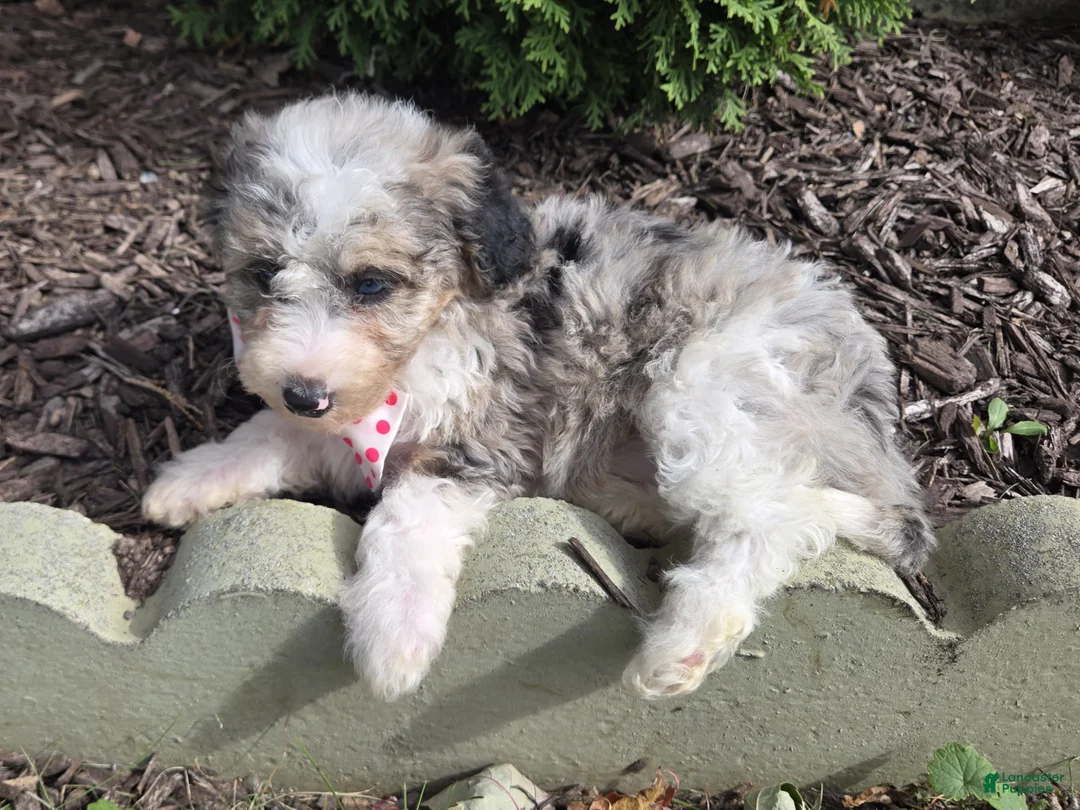 Mini Sheepadoodle dogs for sale: Jess - Ad 2