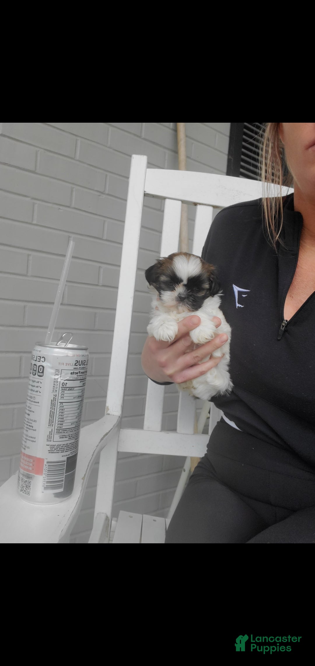 Shih Tzu dogs Shih Tzu Puppy 1 - Ad 2