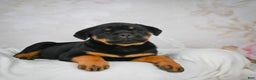 Rottweiler dogs for sale: Beretta - Ad 6